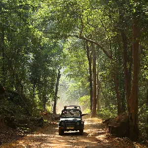 Satpura National Park Tiger Safari