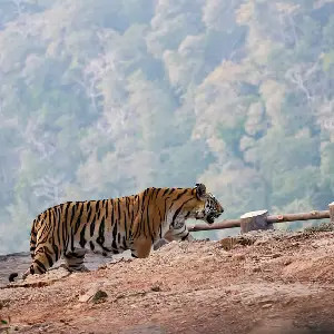 Pench National Park Tour with Kanha for 5 Nights 6 Days